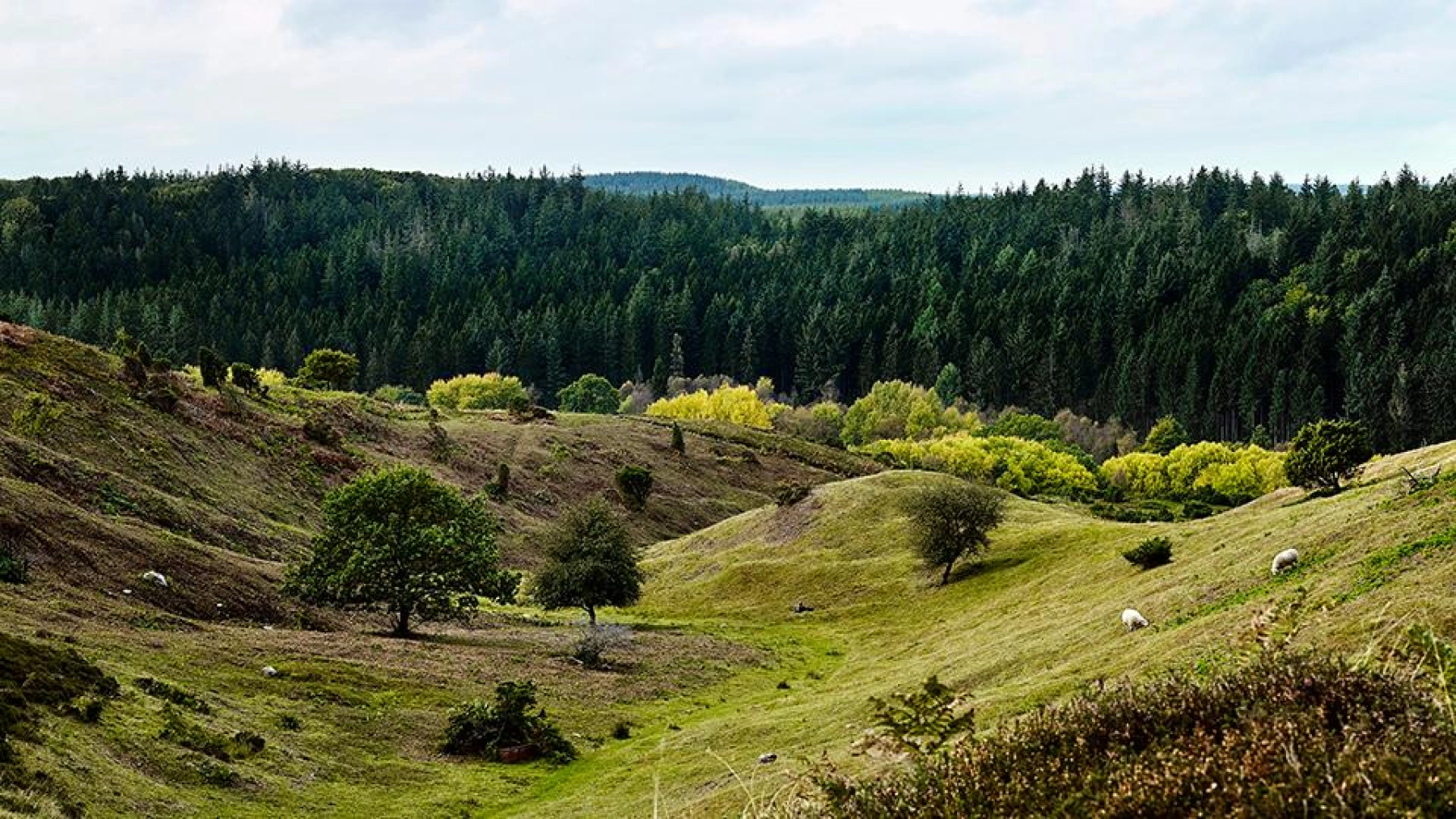 Comwell bakker natur.jpg