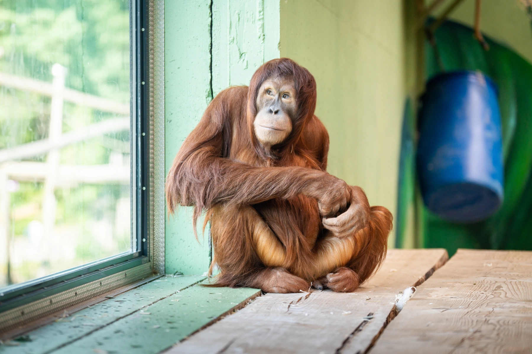 Orangutang der kigger ud af vinduet- Dyreparken Kristiansand