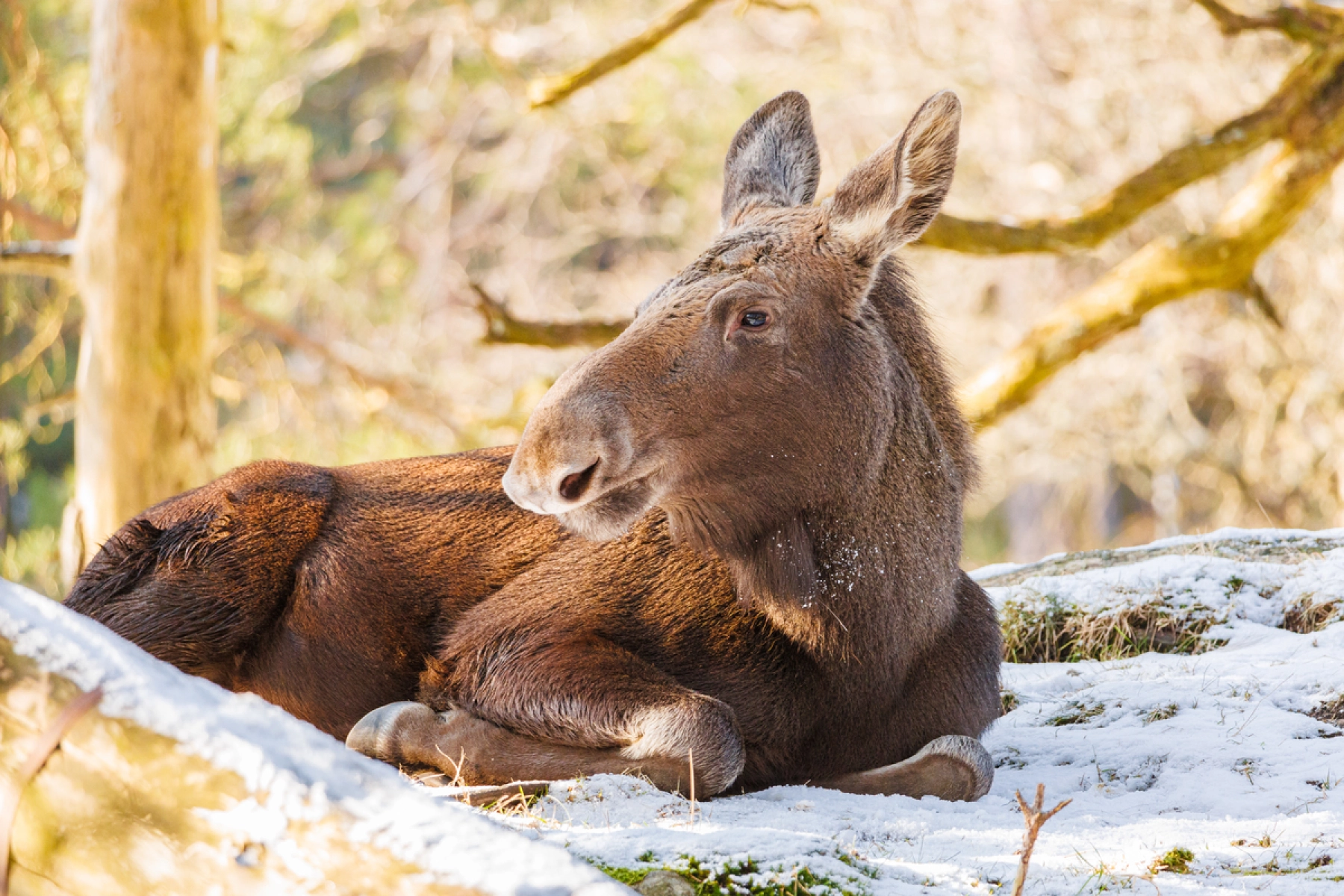 Elg ligger på en mark med sne, Dyreparken Kristiansand