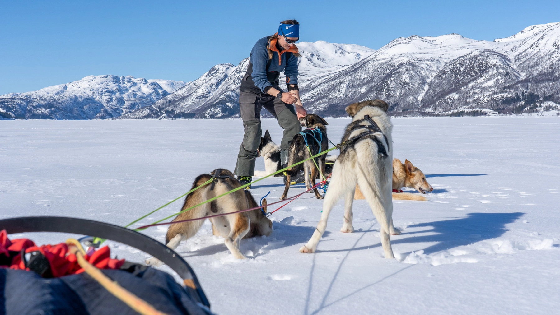 Hundspann på en frusen sjö i fjälllandskap.