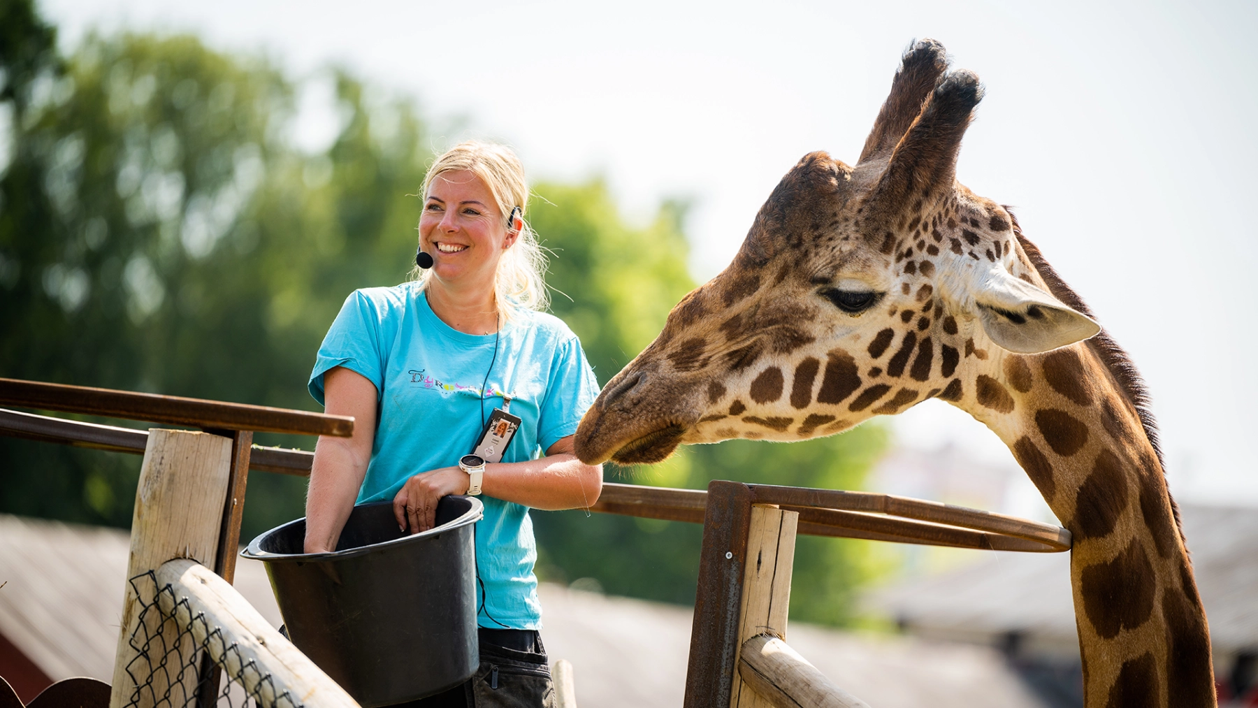 Djurvårdare som matar en giraff i Kristiansand Dyrepark. Foto: Daniel Schjott.