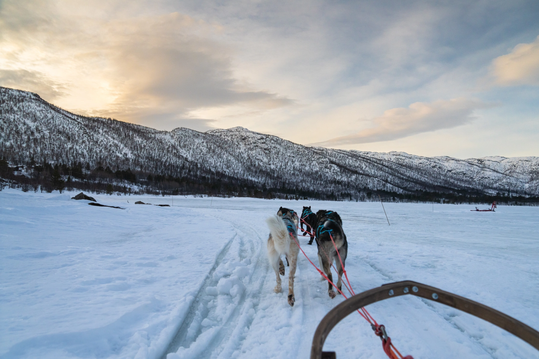 Dog sledding tour - winter_Christoffer Sandmark - Visitnorway.com.png