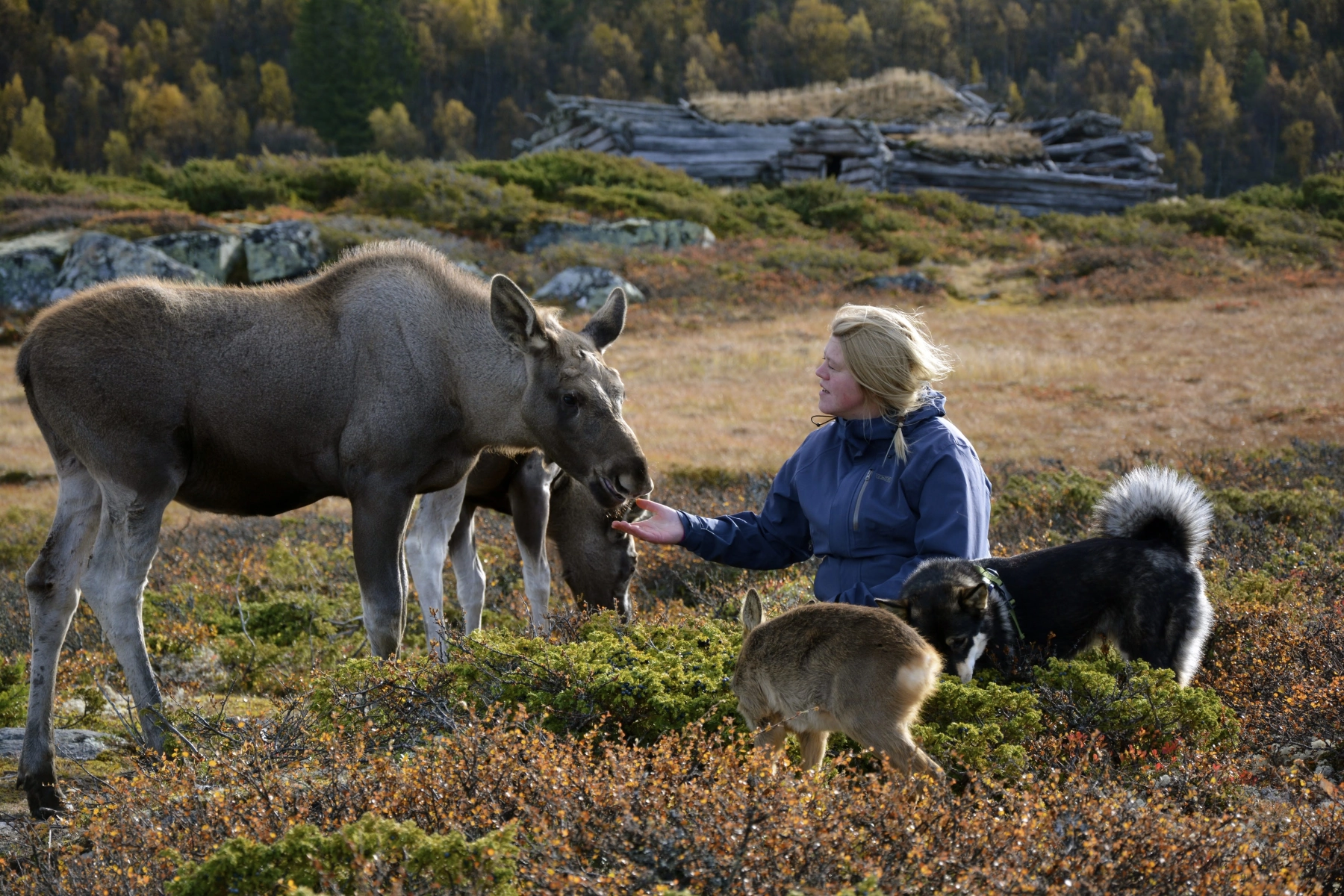 Langedrag Naturpark tæt på  elg.JPG