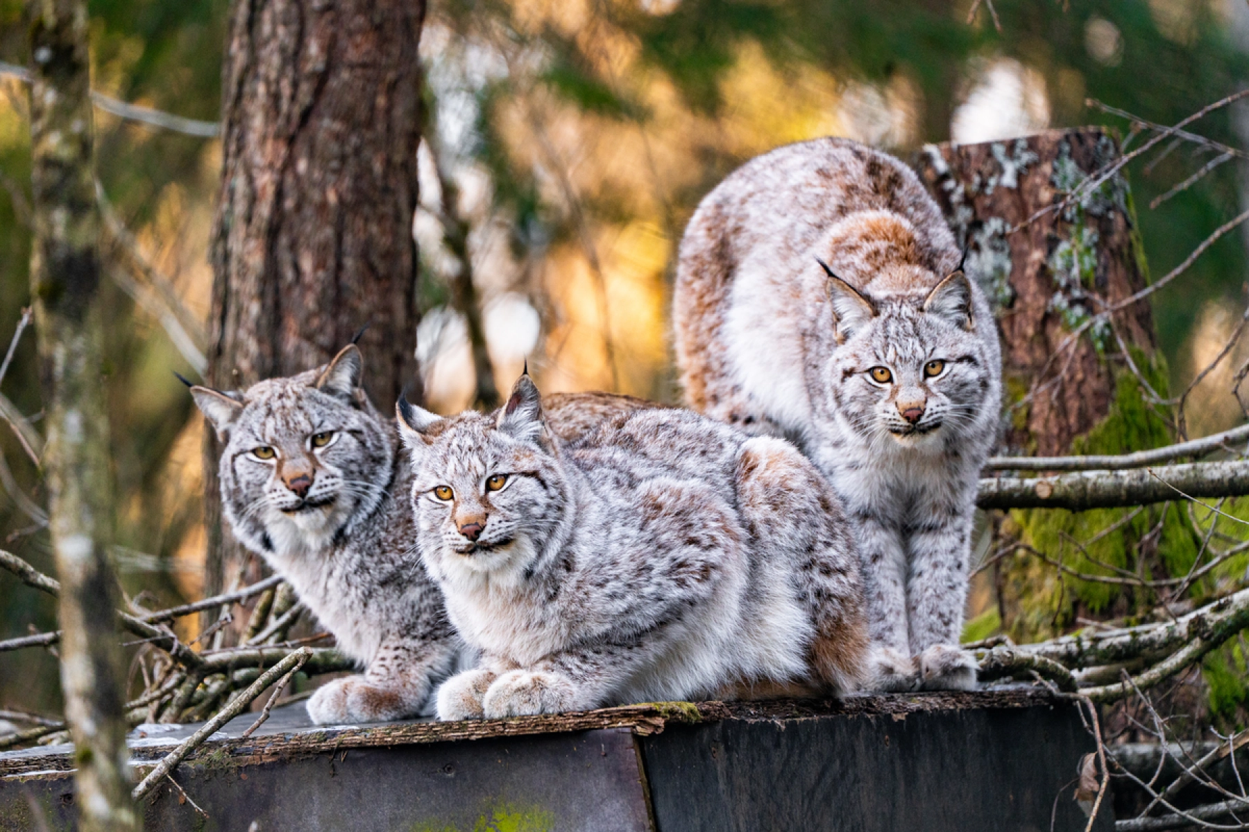 Dyreparken Nordisk Villmark 3 Gauper kigger på gæster, Dyreparken Kristiansand