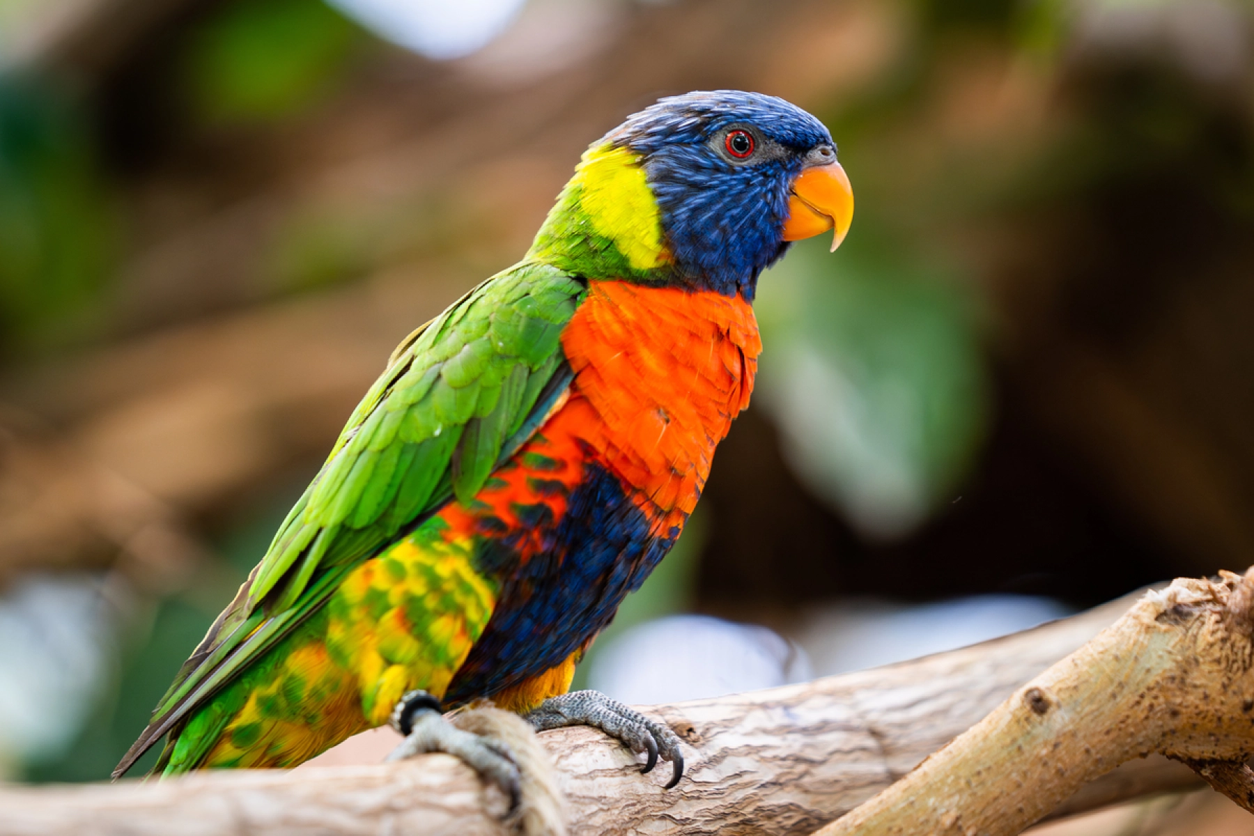 En Regnbuelori som er en australsk papegøje sidder på en gren - Dyreparken Kristiansand