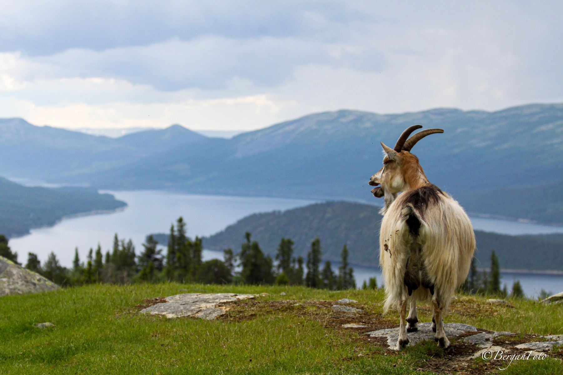 Langedrag Naturpark ged på græs udsigt.jpg