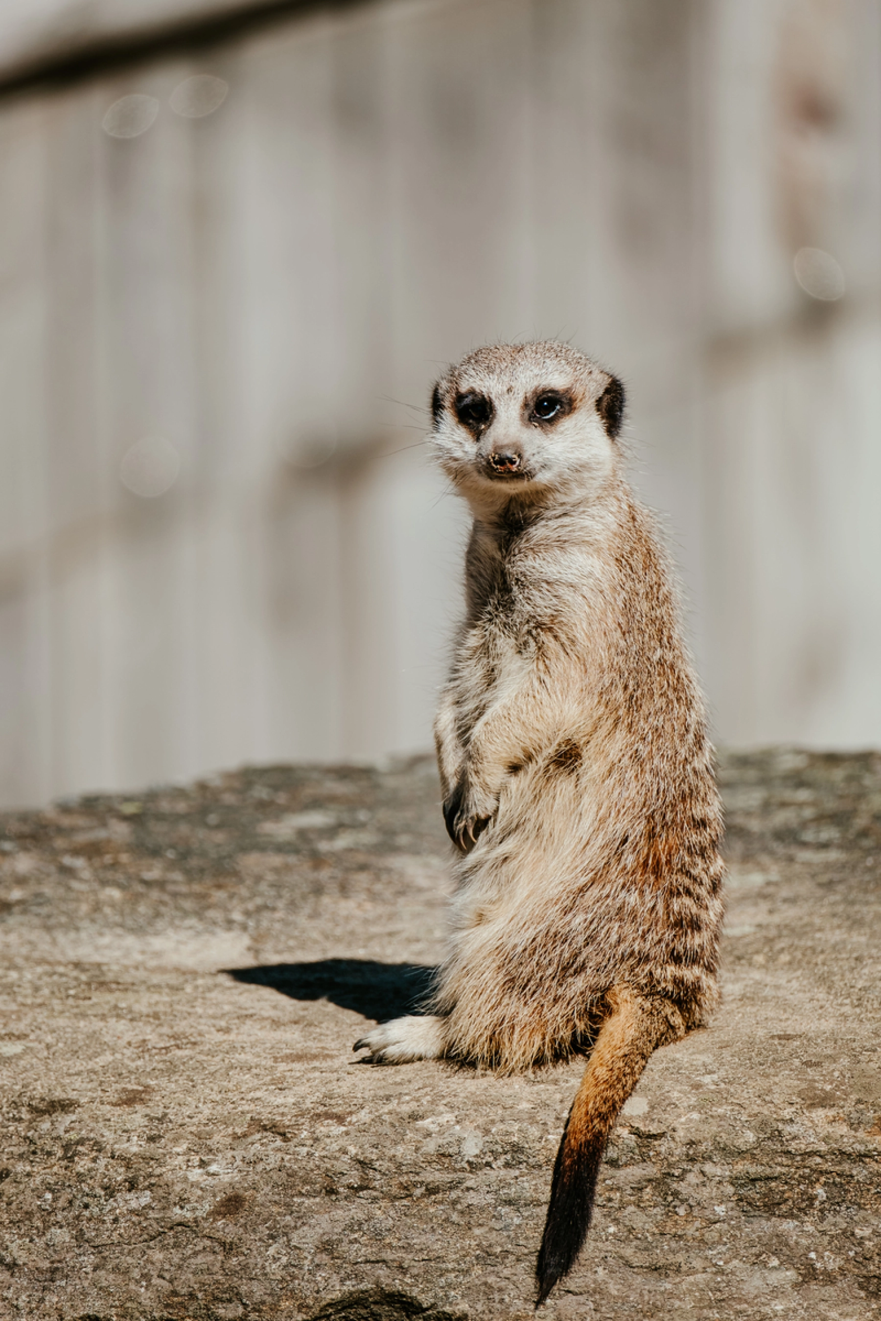 Surikat holder udkig efter rovdyr, Dyreparken Kristiansand