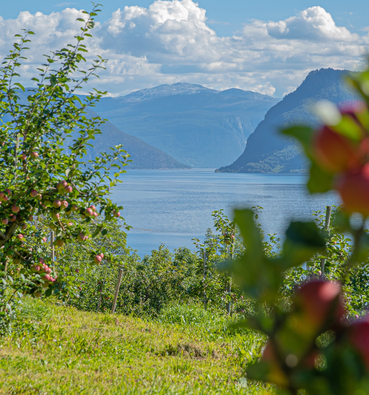Epler ved Sognefjord - Håvard Nesbø, Visit Sognefjord