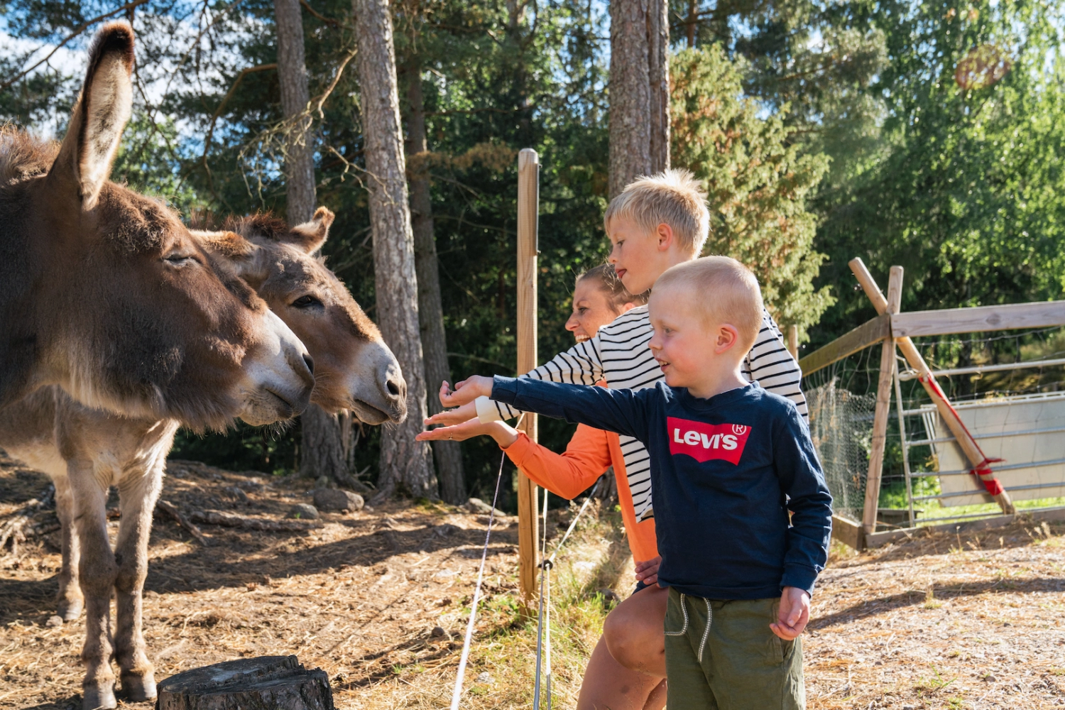Möta djur på Hufjell Familjepark i Drangedal. Foto: Yngve Ask.