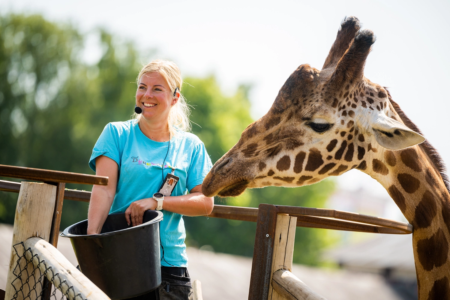 Djurvårdare som matar en giraff i Kristiansand Dyrepark. Foto: Daniel Schjott.